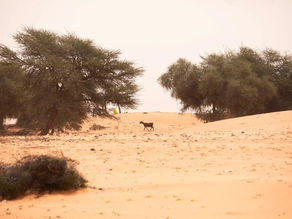 Dryland forest regeneration landscape photographed for FAO’s 2026 Call to Action