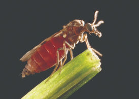 Culicoides biting midge, the insect vector associated with Shamonda virus transmission