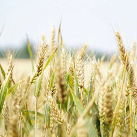 Mature wheat heads illustrating Ukrainian grain volumes constrained by export logistics
