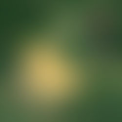 Agriculture Seen from Space: What Airbus Defence and Space Brings to Farmers, Insurers and Agri-Industrial Companies