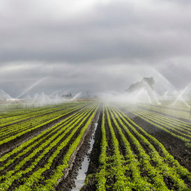 Overhead sprinklers irrigate rows of crops; contextual photo not depicting the Australian Murray–Darling Basin.