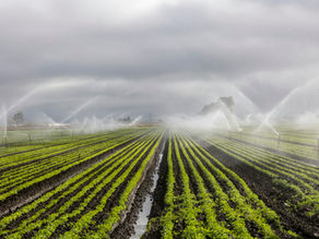 Overhead sprinklers irrigate rows of crops; contextual photo not depicting the Australian Murray–Darling Basin.