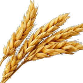 Original Agrilinkage wheat plant editorial illustration, contextual to crop genetics, not the exact Hurdle cultivar.
