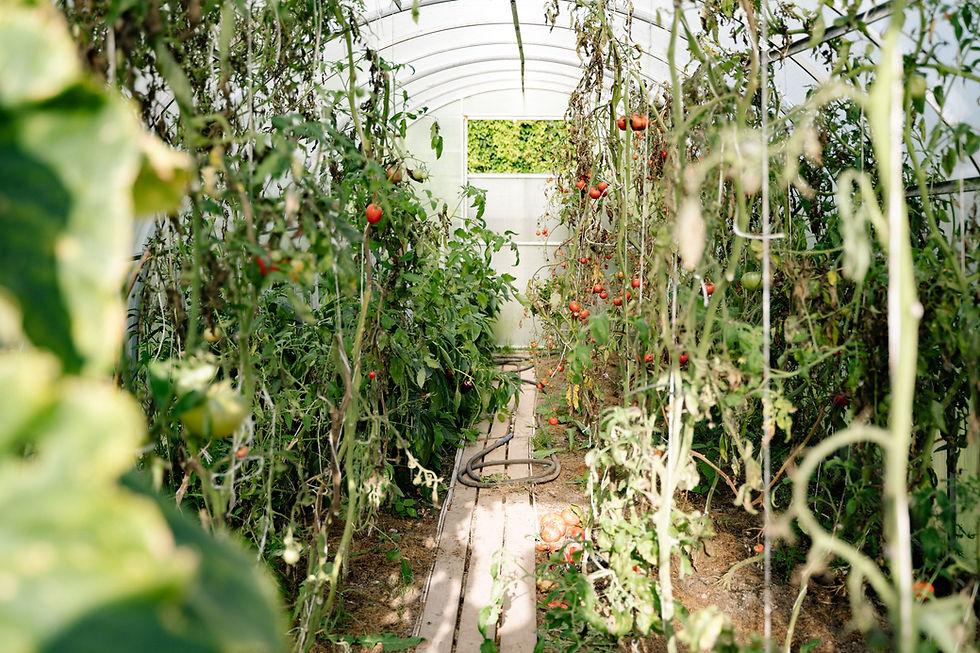 Tomatoes growing in a greenhouse, representing the agricultural innovation presented at the exhibition; not the Rome event itself.