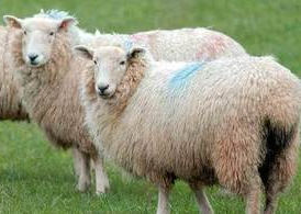 Sheep representing livestock affected by the UK bluetongue outbreak