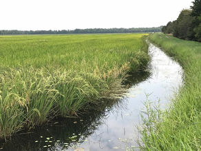 Irrigated rice field in Arkansas approaching harvest