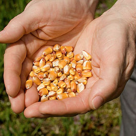 Corn kernels representing U.S. grain stocks and crop supply