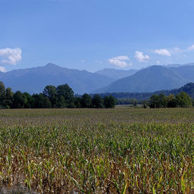 Corn field in Savoie, France, illustrating the country's sharply reduced 2026 maize crop