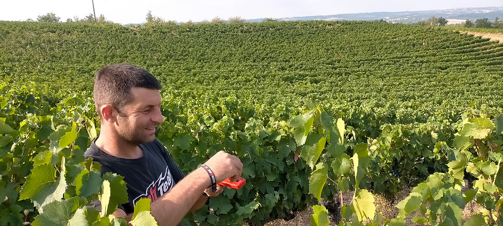 Nicolas Vandeval, sapeur-pompier professionnel et vigneron, au travail dans ses vignes d'Andillac avec un sécateur, domaine Un Pari du Sud
