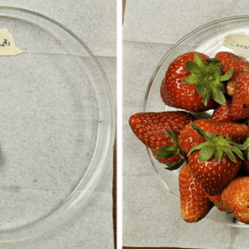 NC State comparison of strawberries grown without and with Plant Armor textile cover
