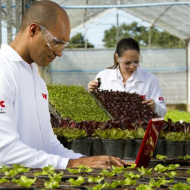 FMC agricultural researchers working with crop plants in a greenhouse