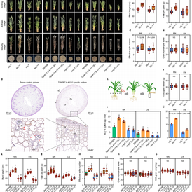 Wheat Allele Raises Yield Under Low Nitrogen in Multi-Year Field Tests