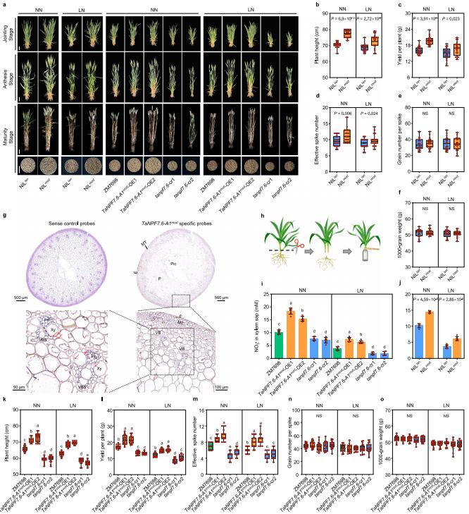Wheat Allele Raises Yield Under Low Nitrogen in Multi-Year Field Tests