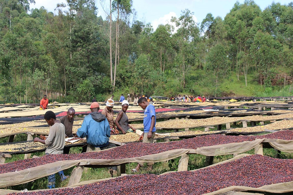 Wide view of dozens of wooden raised drying beds covered in coffee cherries at various stages of drying, with several workers turning and sorting the cherries, surrounded by eucalyptus trees.