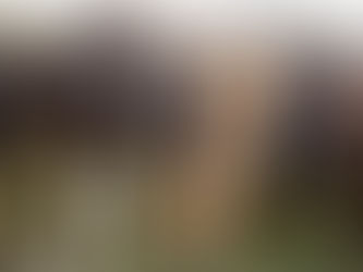 Dairy cows on pasture, contextual image of feedstock-producing farms.