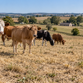 France’s Pasture Grass Growth Runs 42% Below Normal After Three-Month Stall