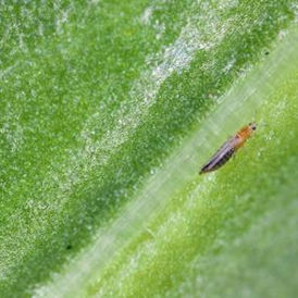 Western flower thrips, USDA Agricultural Research Service photograph