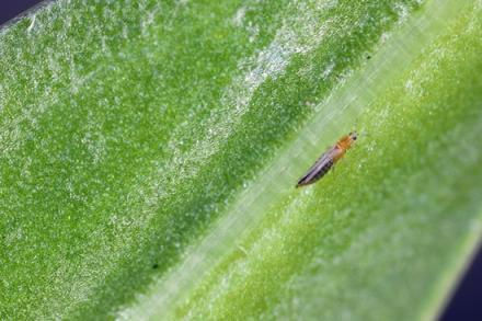 Western flower thrips, USDA Agricultural Research Service photograph
