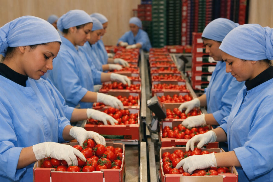 Workers in a Moroccan food processing facility sorting and packing ripe red tomatoes into red crates along a conveyor belt, wearing blue uniforms, hair coverings, and white gloves.