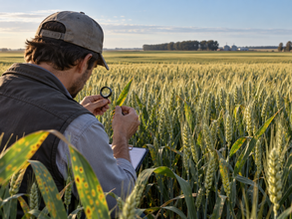 Contextual editorial illustration of an agronomist inspecting yellow-spotted wheat leaves in a generic field; not an actual surveyed Santa Fe plot.
