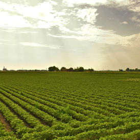 Rows of soybean crops in a cultivated farm field, contextual to processing demand rather than CHS's exact site.