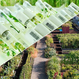 New Global Consortium Connects Botanic Gardens With Crop Breeding