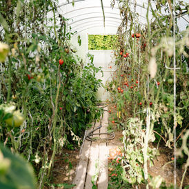 Tomato cultivation, contextual illustration of farm production and food access, not an image of a named crisis.