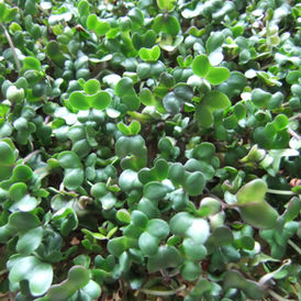 Fresh broccoli sprouts similar to the food category involved in the 2026 Salmonella investigation