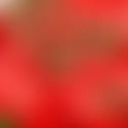 Tomatoes illustrating Syngenta EXORT biological plant signaling technology for crop yield improvement