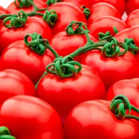 Tomatoes illustrating Syngenta EXORT biological plant signaling technology for crop yield improvement