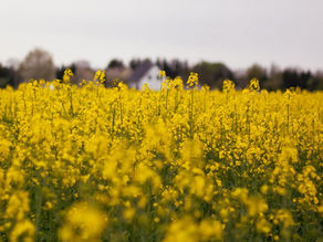 Flowering rapeseed field; illustrates the crop processed into canola oil, not Cargill's Regina factory.