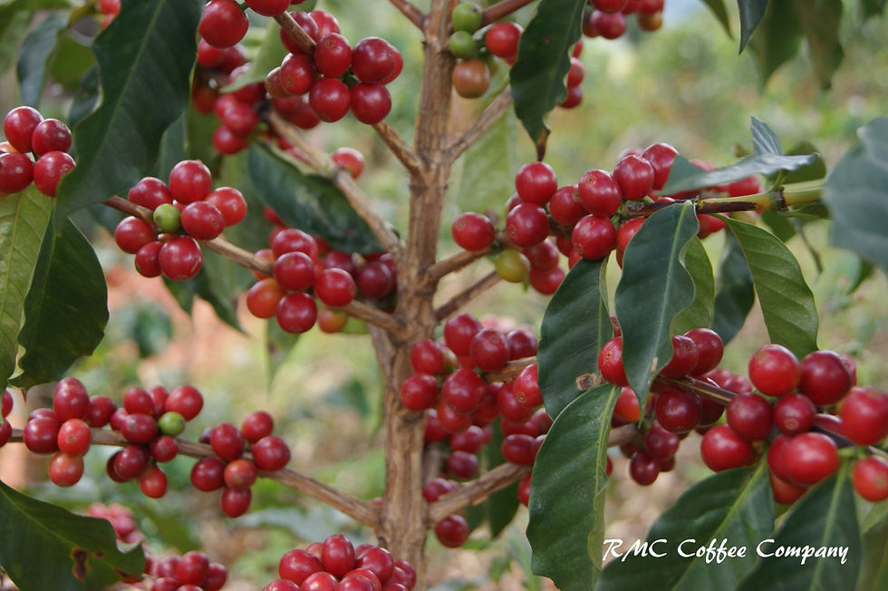 Close-up of clusters of deep red ripe Arabica Bourbon Rouge coffee cherries on a branch, RMC Coffee Company plantation, Rwanda.