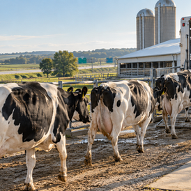 Original editorial cattle movement illustration, contextual to livestock production; not an image of FAO data collection.