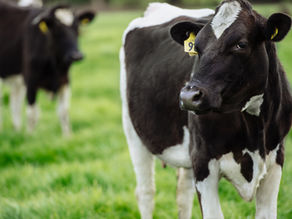 New Zealand dairy cows representing Fonterra farms and AgriZeroNZ methane-reduction work