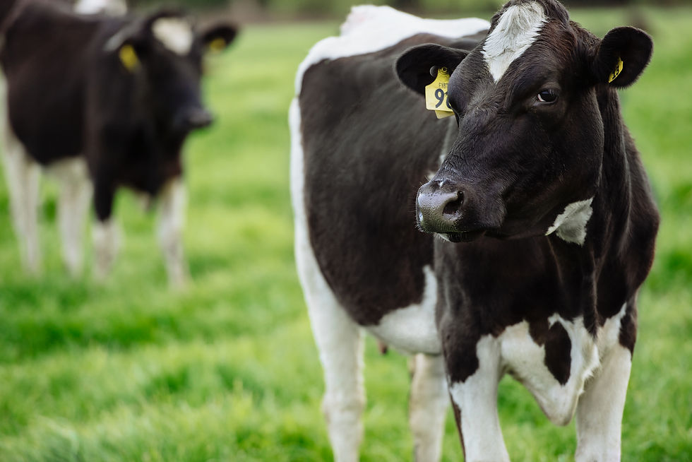 New Zealand dairy cows representing Fonterra farms and AgriZeroNZ methane-reduction work