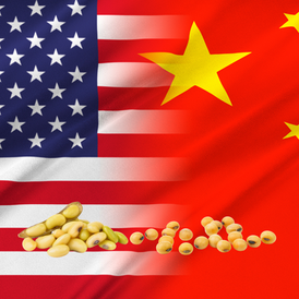 Inside the US-China Soybean War: Export Losses, Farmer Struggles, and What’s Next