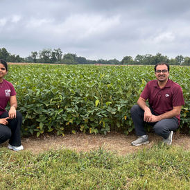 Southern Illinois University agriculture researchers beside a soybean field