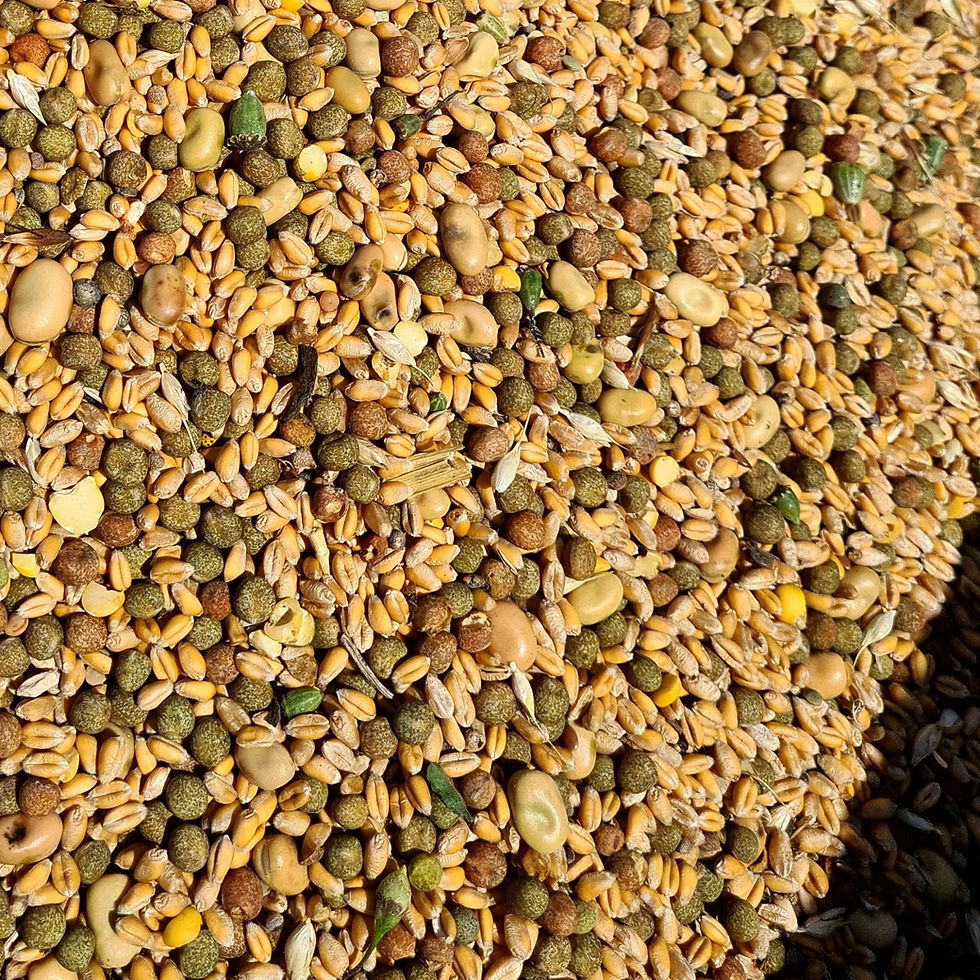 Méteil récolté en 2025 sur l'une des trois premières fermes du portefeuille Agriterra Terres Vivantes, associant blé, pois, lentille et lin, mélange variétal caractéristique de l'agriculture biorégénérative pratiquée sur l'ensemble des exploitations du groupe