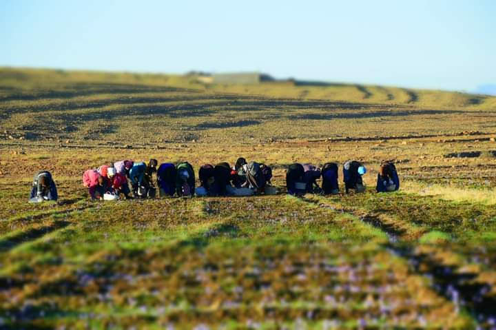 Vue panoramique d'un champ de safran à Taliouine avec un groupe d'agriculteurs courbés en train de récolter les fleurs de crocus sous un ciel bleu.