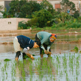 Farmers planting rice in a flooded field, illustrating rice establishment methods