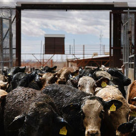 Feeder cattle at the Santa Teresa international livestock crossing on the U.S. Mexico border