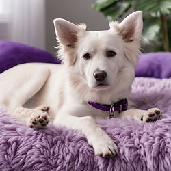 photo of Dog lying on purple dog bed on