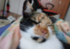 kedi sahiplendirme ilanları
