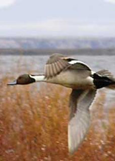 pintail_duck_Jeff_Wasley_slider.jpg