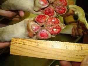 Cuidado com as patas!