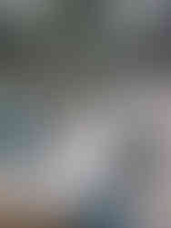 Petos de el galgo azul para galgos