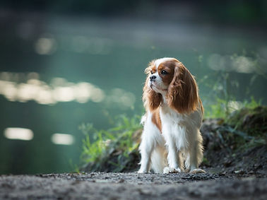 Cavalier-king-Charles-Spaniel-dog_1920x1200.jpg