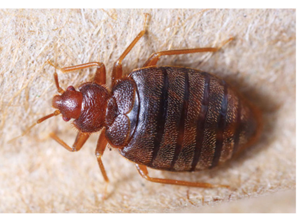 Bed Bugs