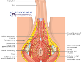 Understanding Male Anatomy for a Healthy and Fulfilling Sex Life