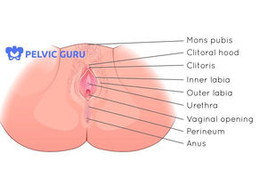 Anatomy 101 for HER